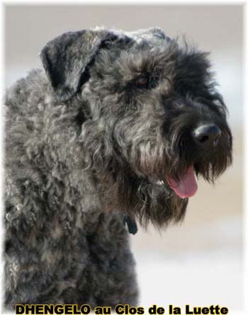  Bouvier des Flandres expositions tous primés